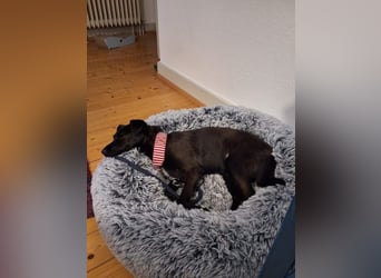 Hedike, sanfte Schönheit, ca. 2 Jahre, ca. 38 cm, ca. 10 kg *in 79585 Steinen*