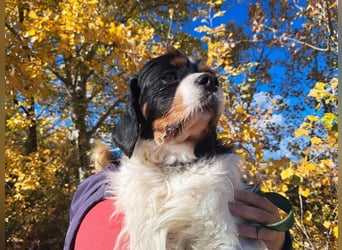 Foltos, tapferer Überlebenskünstler, ca. 8 Jahre, ca. 34 cm, ca. 9 kg