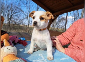 Ida, selbstbewusste Welpendame, ca. 2 Monate, ca. 22 cm, ca. 3 kg