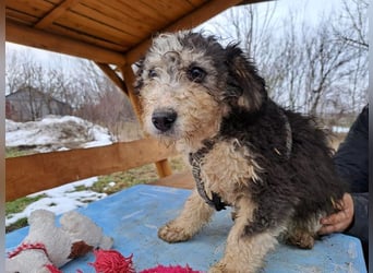 Marlon, zartes Seelchen, ca. 3 Monate, ca. 30 cm, ca. 7 kg