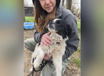 Ede, verschmuster kleiner Rüde, ca. 2 Jahre, ca. 32 cm, ca. 11 kg