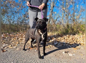 Hedike, sanfte Schönheit, ca. 2 Jahre, ca. 38 cm, ca. 10 kg *in 79585 Steinen*