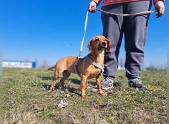 Amie, offene Begleiterin, ca. 2 Jahre, ca. 32 cm, ca. 7 kg