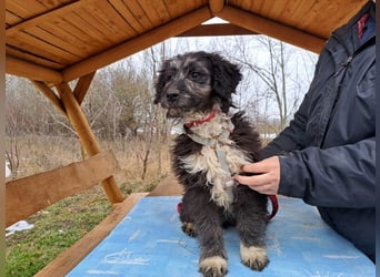 Movita, kleiner Sonnenschein, ca. 3 Monate, ca. 30 cm, ca. 8 kg