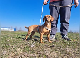 Amie, offene Begleiterin, ca. 2 Jahre, ca. 32 cm, ca. 7 kg
