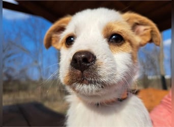 Ida, selbstbewusste Welpendame, ca. 2 Monate, ca. 22 cm, ca. 3 kg