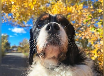 Foltos, tapferer Überlebenskünstler, ca. 8 Jahre, ca. 34 cm, ca. 9 kg