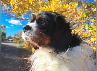 Foltos, tapferer Überlebenskünstler, ca. 8 Jahre, ca. 34 cm, ca. 9 kg