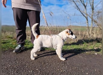 Beethoven, fröhliches Energiebündel, ca. 4 Monate, ca. 30 cm, ca. 5 kg