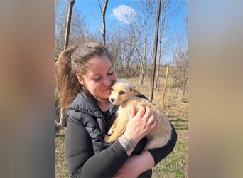 Frieda, sanfte Seele, ca. 2 Monate, ca. 22 cm, ca. 3 kg