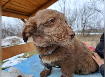 Marilyn, sanfte Welpenmaus, ca. 3 Monate, ca. 25 cm, ca. 6 kg