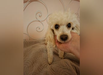 Liza, zarte Pudelhündin, ca. 2 Jahre, ca. 27 cm, ca. 2 kg *bald in 45468 Mülheim*