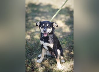 Berci, sympathischer Jungspund, ca. 9 Monate, ca. 40cm, ca. 9kg