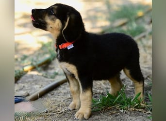 Faye, fröhliche Welpenmaus, ca. 3 Monate, ca. 38 cm, ca. 6kg