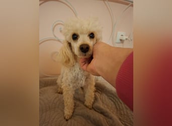 Liza, zarte Pudelhündin, ca. 2 Jahre, ca. 27 cm, ca. 2 kg *bald in 45468 Mülheim*