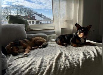 Haily - sucht geduldige Herzensmenschen