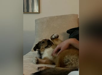 Haily - sucht geduldige Herzensmenschen