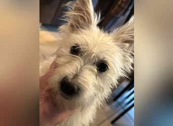 Lucy verliert leider ihr Zuhause