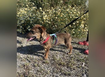 Hübsche Dottie wünscht sich ein Zuhause