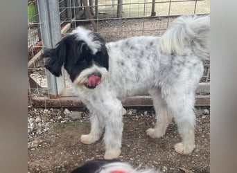 Lakis sehnt sich nach Liebe und Geborgenheit