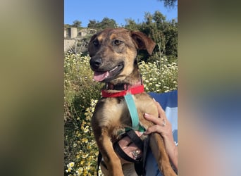 Hübsche Dottie wünscht sich ein Zuhause