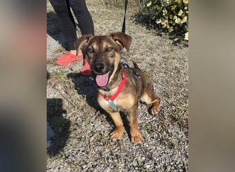 Hübsche Dottie wünscht sich ein Zuhause