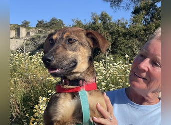 Hübsche Dottie wünscht sich ein Zuhause