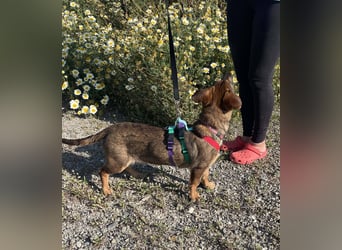 Hübsche Dottie wünscht sich ein Zuhause