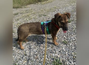 Hübsche Dottie wünscht sich ein Zuhause