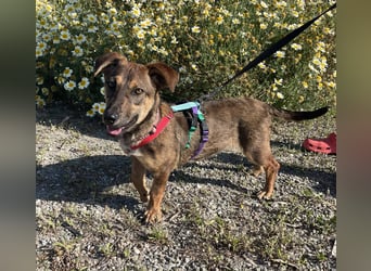 Hübsche Dottie wünscht sich ein Zuhause