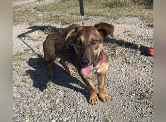 Hübsche Dottie wünscht sich ein Zuhause
