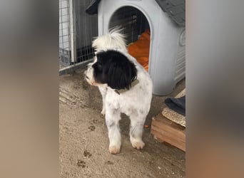 Lakis sehnt sich nach Liebe und Geborgenheit