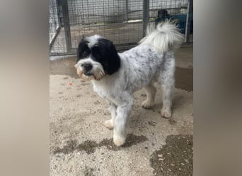 Lakis sehnt sich nach Liebe und Geborgenheit