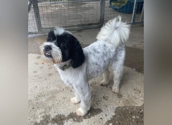 Lakis sehnt sich nach Liebe und Geborgenheit