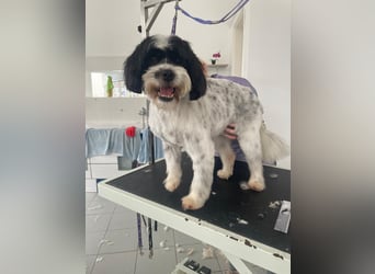 Lakis sehnt sich nach Liebe und Geborgenheit