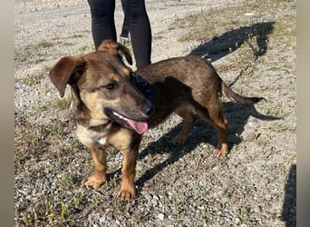 Hübsche Dottie wünscht sich ein Zuhause
