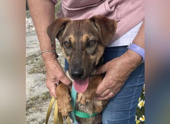 Hübsche Dottie wünscht sich ein Zuhause