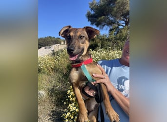 Hübsche Dottie wünscht sich ein Zuhause