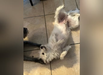 Lucy verliert leider ihr Zuhause