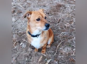 Milo - braucht eine ruhige Umgebung