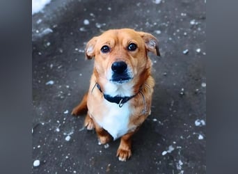 Milo - braucht eine ruhige Umgebung