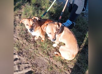 Milo - braucht eine ruhige Umgebung