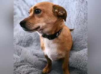 Milo - braucht eine ruhige Umgebung