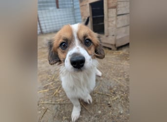 Ginger (Rüde) sucht Dich