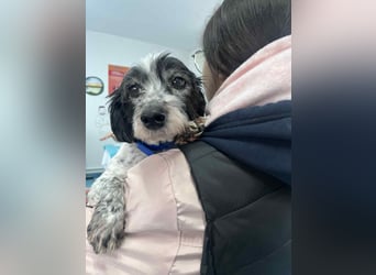 Murphy aus Rumänien sucht seine Menschen