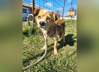 Drops sucht sein Glück