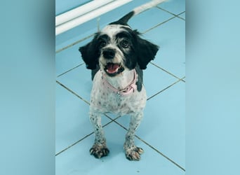 Murphy aus Rumänien sucht seine Menschen