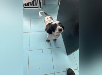 Murphy aus Rumänien sucht seine Menschen