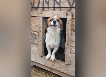 Ginger (Rüde) sucht Dich