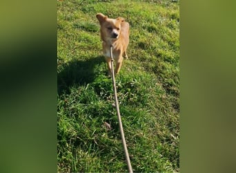 Drops sucht sein Glück